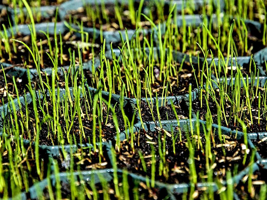 Zatravňovací dlaždice Prodomos Line Profi Limes zelená - 50 x 50 x 6,2 cm