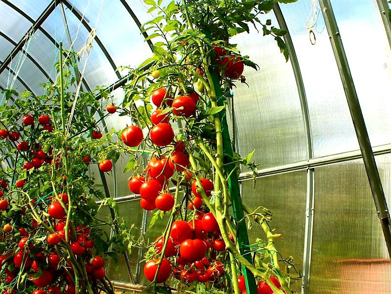 ZAHRADNÍ SKLENÍK TRJOSKA VOLYA LLC - 6,0 x 3,0 m - PC 4 mm