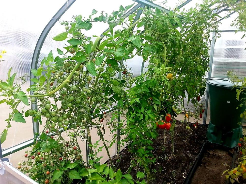 ZAHRADNÍ SKLENÍK COVERTEC STANDARD PROFI - 8,0 x 2,5 m - PC 6 mm