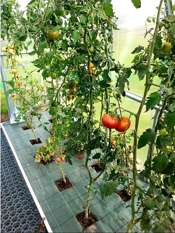 ZAHRADNÍ SKLENÍK COVERTEC STANDARD - 4,0 x 2,5 m - PC 4 mm