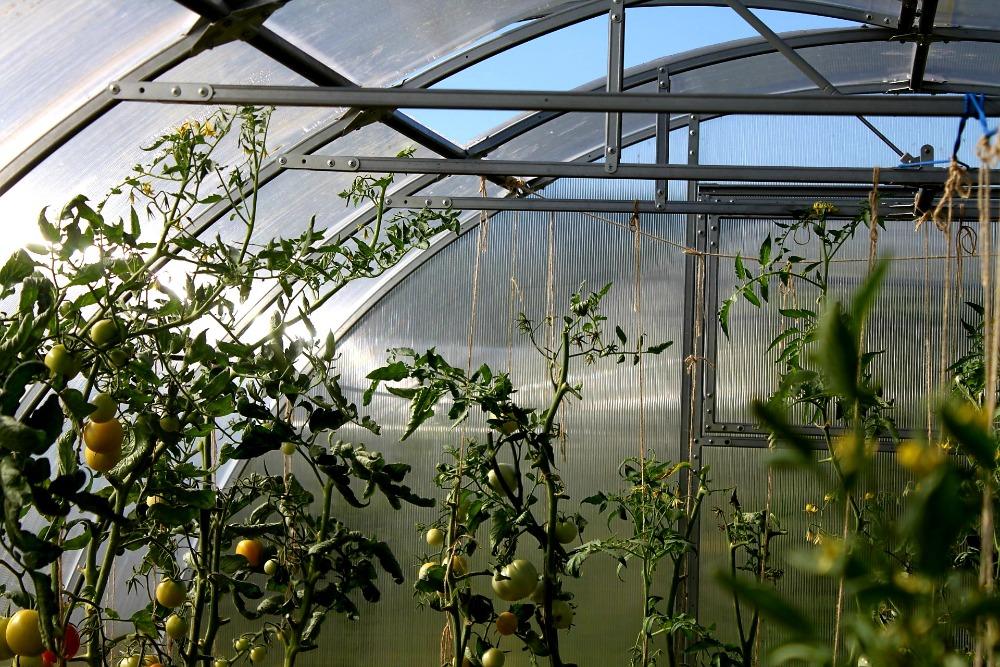 ZAHRADNÍ SKLENÍK AGRUS - 6,0 x 3,0 m - PC 6 mm