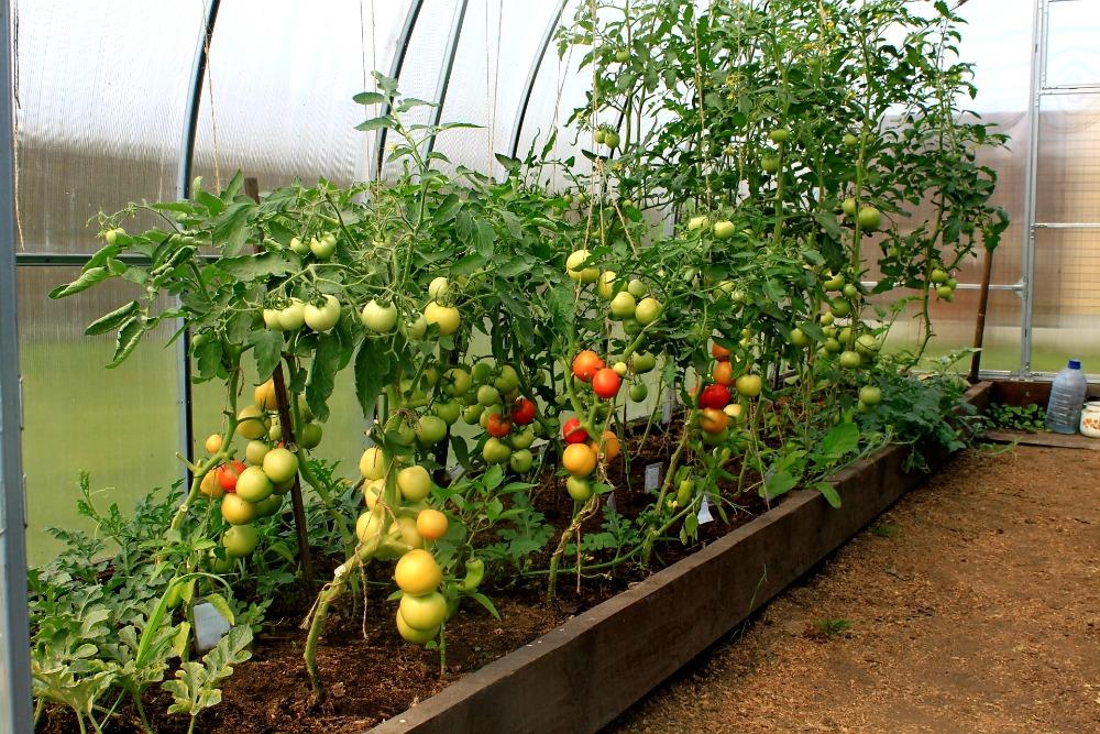 ZAHRADNÍ SKLENÍK AGRUS - 6,0 x 3,0 m - PC 6 mm