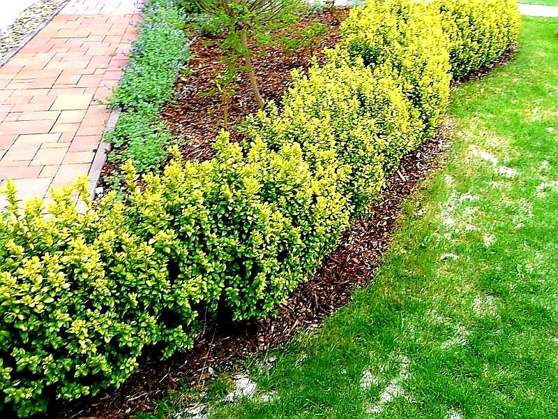 ZAHRADNÍ OBRUBNÍK COVERGARDEN ZELENÁ - 8,0 x 100 cm