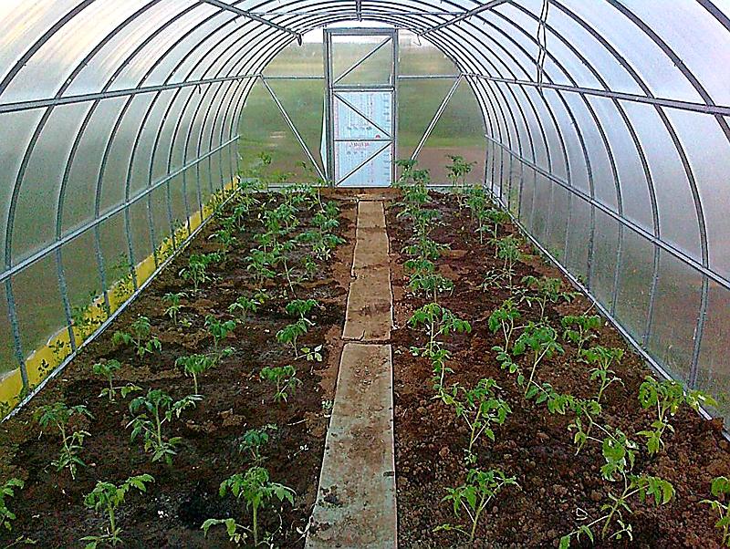 ZAHRADNÍ SKLENÍK ECONOM VOLYA LLC - 8,0 x 3,0 m - PC 4 mm