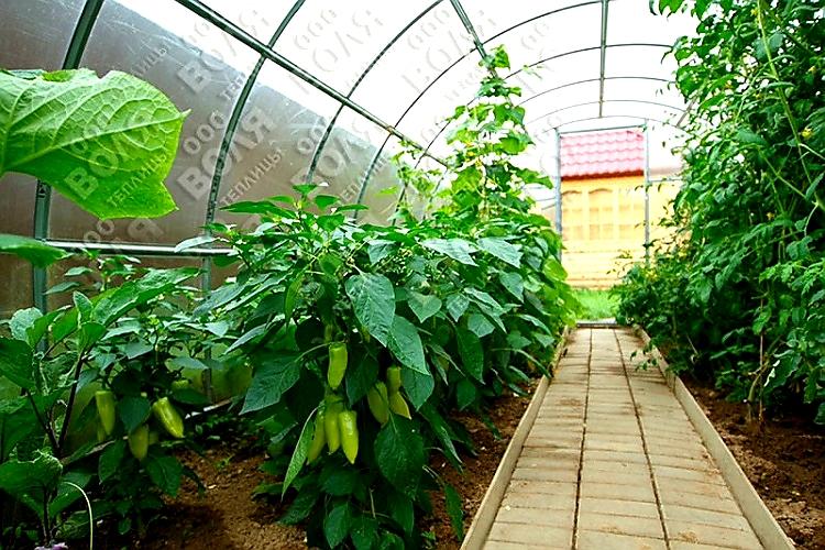 ZAHRADNÍ SKLENÍK ECONOM VOLYA LLC - 8,0 x 3,0 m - PC 4 mm